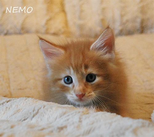 Nemo 6v b Nemo 6v b