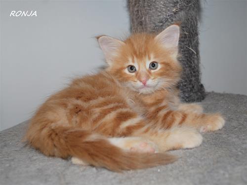 Ronja 6v a Ronja 6v a