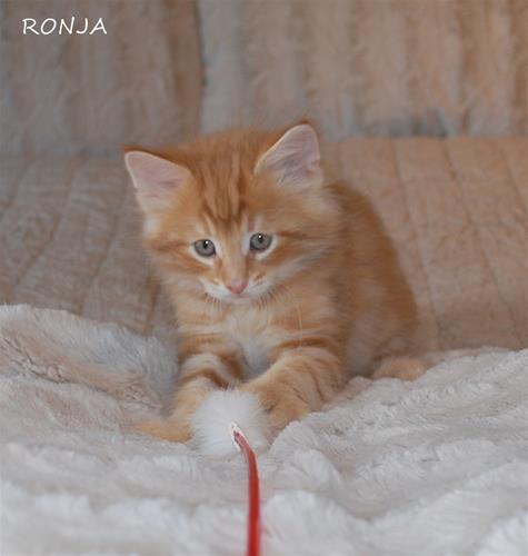 Ronja 7+4 b Ronja 7+4 b