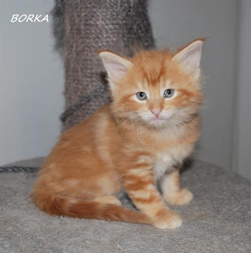 Borka 6v a Borka 6v a
