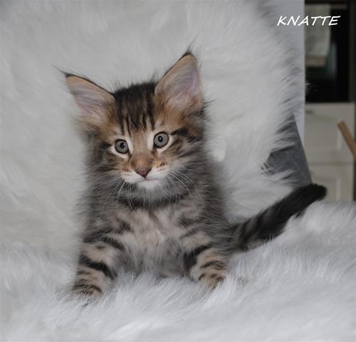 Knatte 7v Knatte 7v