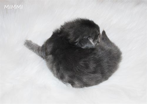 Mimmi 2v c Mimmi 2v c