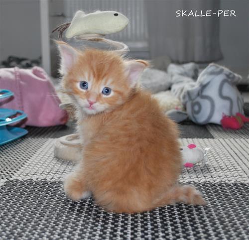 Skalleper 4v Skalleper 4v