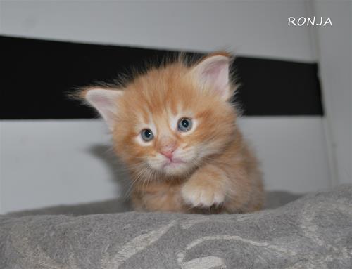 Ronja 4v b Ronja 4v b