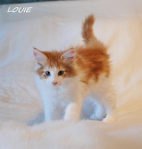 Louie 11v d Louie 11v d