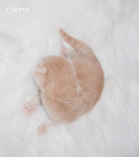Tjatte 2v b Tjatte 2v b