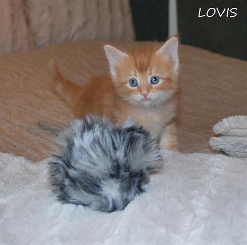 Lovis 5v Lovis 5v