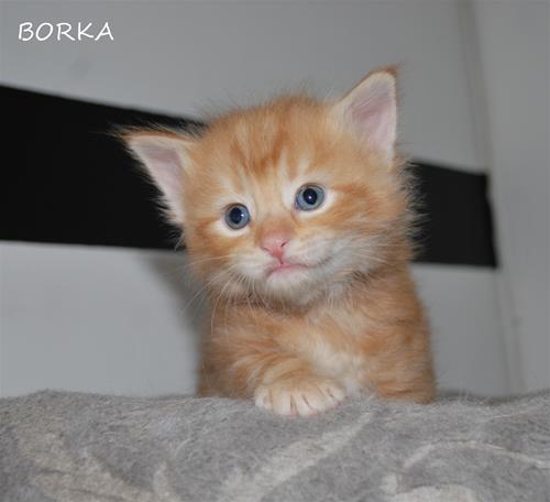 Borka 4v b Borka 4v b