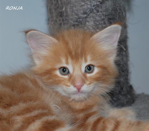 Ronja 6v c Ronja 6v c