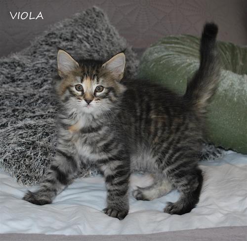 Viola 7v Viola 7v