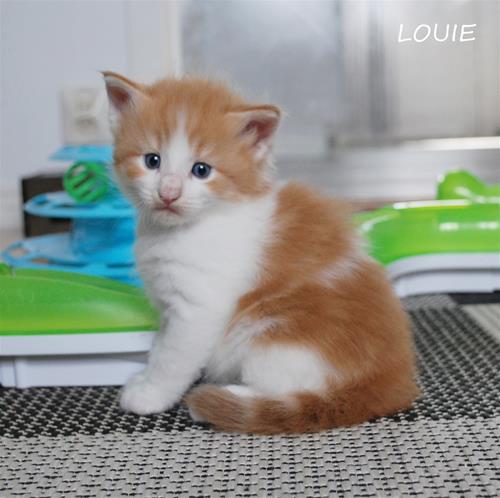 Louie 4v a Louie 4v a