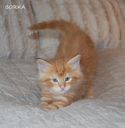 Borka 7+4 Borka 7+4