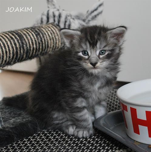 Joakim 4v a Joakim 4v a