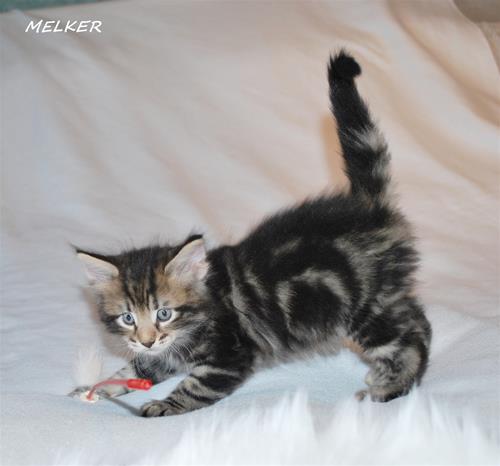 Melker 5v a Melker 5v a
