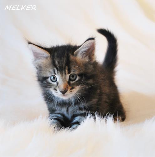 Melker 5v Melker 5v