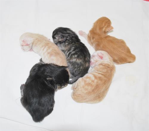 Scarlrtts kattungar nyfödda