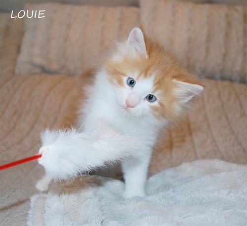 Louie 7v d Louie 7v d
