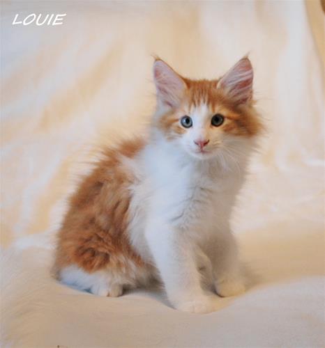 Louie 11v c Louie 11v c