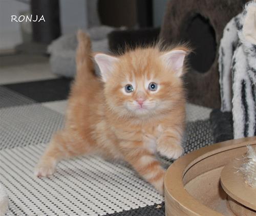 Ronja 4v a Ronja 4v a