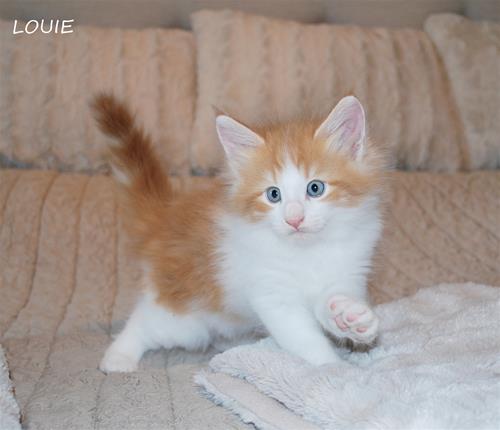 Louie 7v b Louie 7v b
