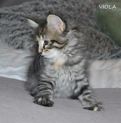 Viola 7v c Viola 7v c