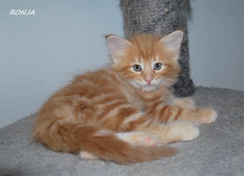 Ronja 6v Ronja 6v