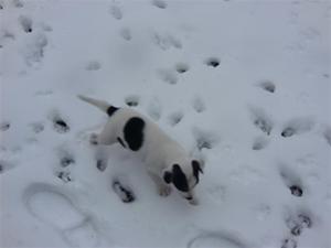 Egon 7 v ute i snön!