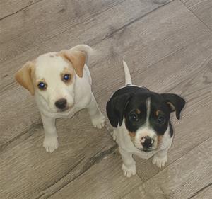 Milou och Biggie 8v