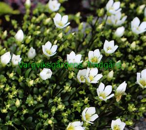 20 Gentiana