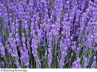 Nyheter 2021 Lavandula intermedia Phenomenal Lavendel. 50 cm.