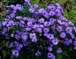 Höstaster Early Blue ca 40 cm juli-okt , ett fåtal