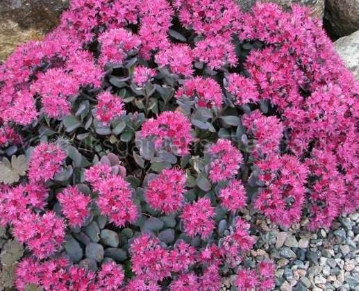 (Sedum 1b)cauticolawtmk (Sedum 1b)cauticolawtmk