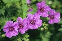 Nyhet 2021 Geranium sang. Dilys Blodnäva, rosa ca 15 cm