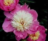 Paeonia Bowl of Beauty. Luktpion