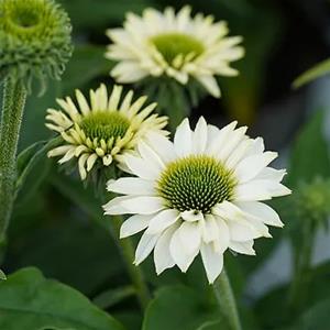 Echinacea-SUNSEEKERS-WHITE-PERFECTION-Ifecsswp-2L-NY-Solhatt Wä Echinacea-SUNSEEKERS-WHITE-PERFECTION-Ifecsswp-2L-NY-Solhatt Wä