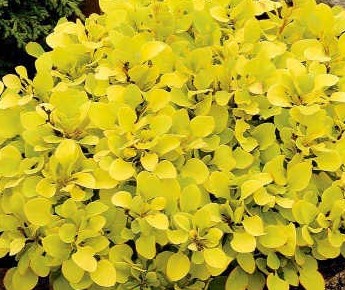 Berberis thunb.Tiny Gold beskur. Berberis thunb.Tiny Gold beskur.