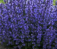 Nyhet 2021 Nepeta Purrsian Blue Nepeta, blå Ca 30 cm