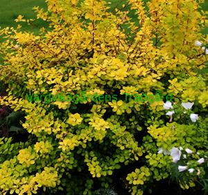 12 Berberis  11 sept