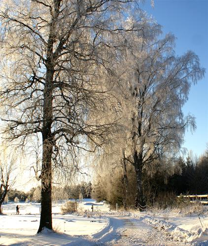 Vinter2012-3