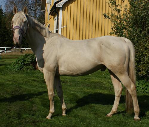 Pelle1