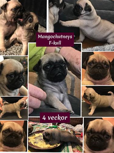 F-kullen 4 veckor F-kullen 4 veckor