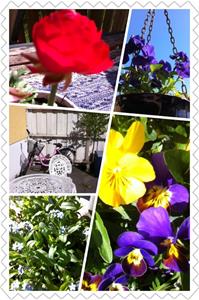 K7 Blommor collage