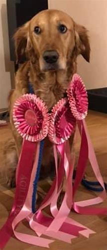 Tassa.agility Tassa.agility