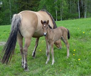sommarlov4