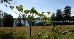 Rullnäs4