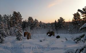 Vinterängen Vinterängen