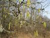 Branthult mars 2014 009