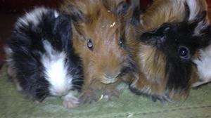 Tre små grisar. :)