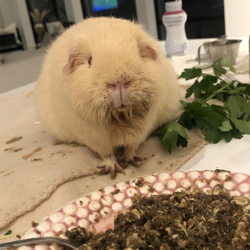 gemma gemma