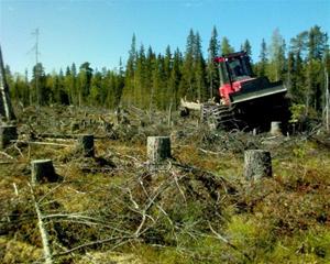 Höga stubbar efter Hosjö Skog